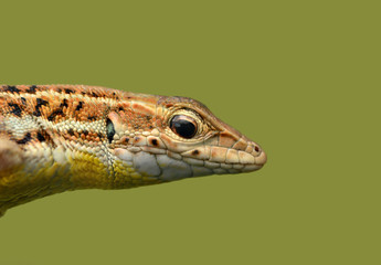 lizard - Stock Image