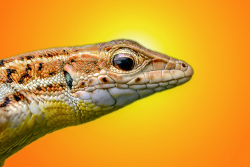 lizard - Stock Image