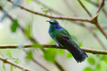 Green Violet-Ear Hummingbird (Colibri thalassinus)