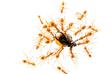 Many red ants are eating insects on white background.