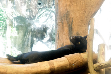 Young black jaguar at zoo in Thailand
