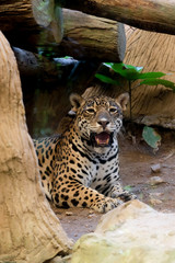 Portrait of a leopard  at zoo in Thailand