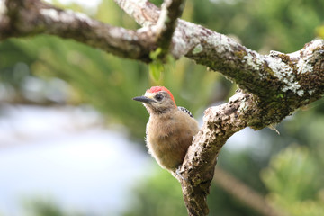 Red-crowned Woodpecker (Melanerpes rubricapillus)