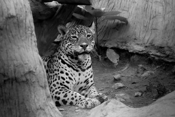 Black and white Portrait of a leopard  at zoo in Thailand
