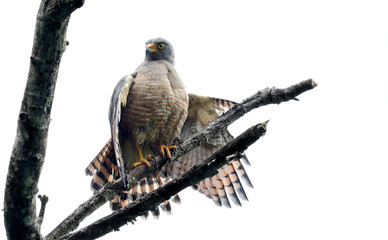 Roadside Hawk (Rupornis magnirostris)