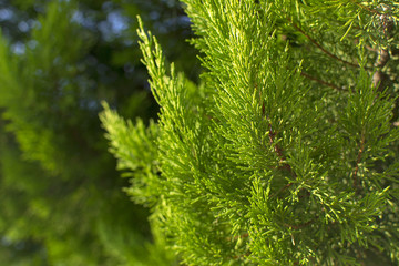 Beautiful evergreen Thuja trees
