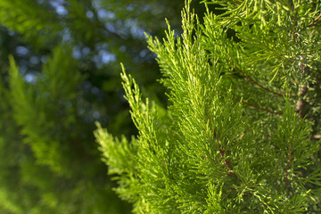 Beautiful evergreen Thuja trees