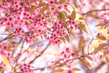 Close up of Wild Himalayan Cherry flowers or Sakura