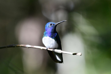 White-necked Jacobin hummingbird (Florisuga mellivora)