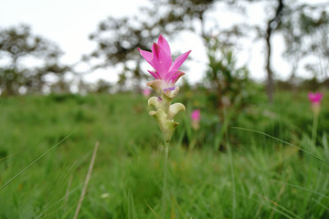 Curcuma alismatifolia, Siam tulip or summer tulip is a tropical plant