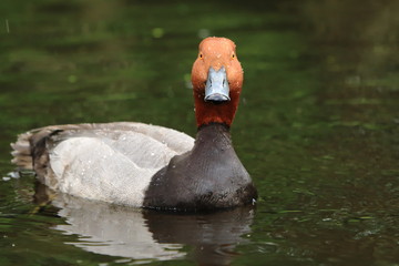 Redhead duck looking at camera
