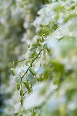 beautiful white orchid flower in outdoor flower wall