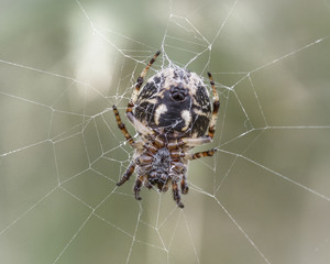 Spider Insect in Web