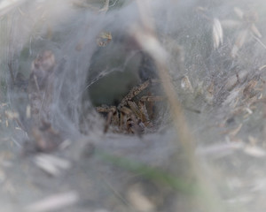 Spider Insect in nest