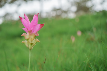 Curcuma alismatifolia, Siam tulip or summer tulip is a tropical plant