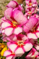 Bocca di leone - Antirrhinum majus