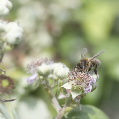 Bee insect on blackberry flower