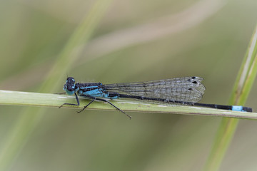 Blue dragonfly insect on grass