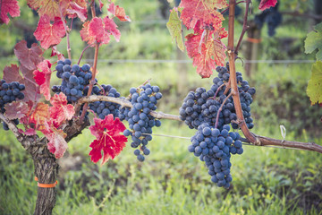 Vineyard in Autumn season - Grapes in the vineyard - Wine production, wine industry