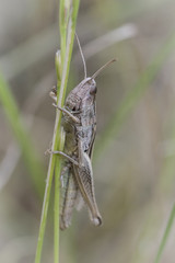 rasshopper insect on grass