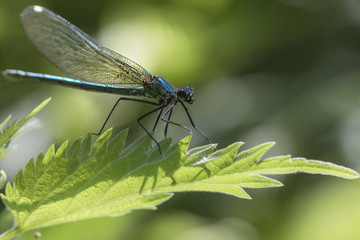 dragonfly insect on leaf