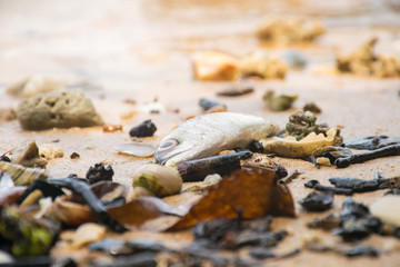 dead fish on the beach. sea pollution concept.