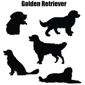 Golden Retriever purebred dog standing, sitting, lying in side view - vector silhouette isolated