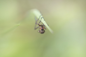 Fly insect on grass