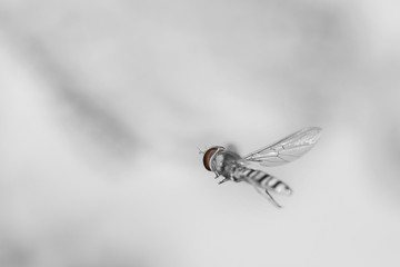 Hover fly insect in flight