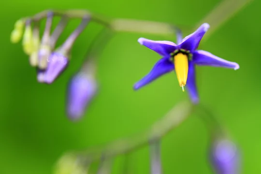 Botanisme Images Parcourir 19 Le Catalogue De Photos Vecteurs Et Videos Adobe Stock