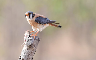 American kestrel (Falco sparverius)