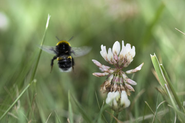 Bee insect in flight