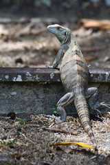 Iguana