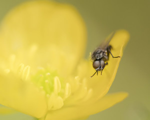 Fly insect in buttercup
