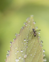 Fototapeta na wymiar Fruit fly on dewy leaf