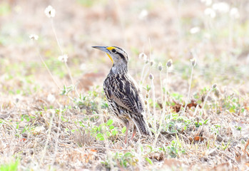Eastern Meadowlark (Sturnella magna)