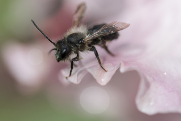 Bee insect on flower petal