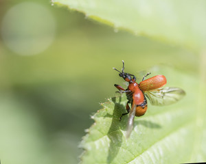Naklejka premium Red Beetle insect
