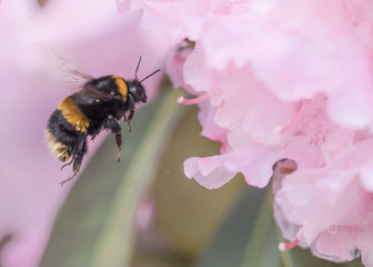 Flying Bumble Bee Insect