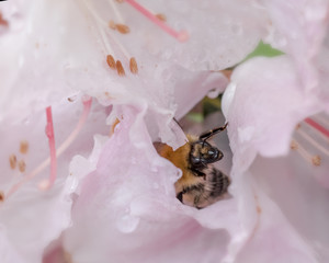 Honey Bee Insect