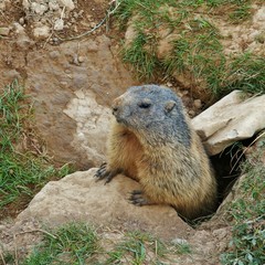 Marmot seen on mount Stanserhorn, Switzerland.