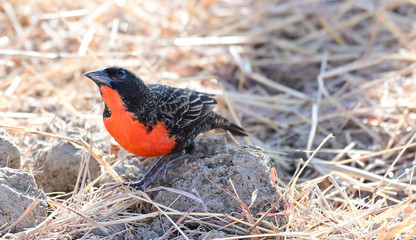 Red-breated Meadowlark (Leistes militaris)
