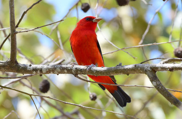 Scarlet Tanager (Piranga olivacea)