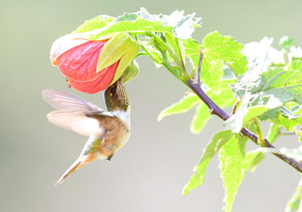 Scintillant Hummingbird (Selasphorus scintilla) Female
