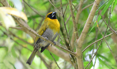 Black-faced grosbeak (Caryothraustes poliogaster)