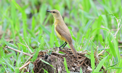 Cattle Tyrant (Machetornis rixosa)