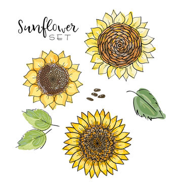Sunflower seed, flower vector drawing set. Handdrawn isolated illustration. Food ingredient for oil packaging design,label, banner,poster, print, wedding card. Colorful summer sketch, watercolor style