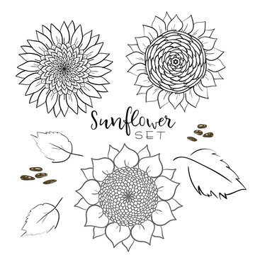 Sunflower seed and flower line vector drawing set. Hand drawn isolated illustration. Food ingredient vintage sketch. Great for oil packaging design, label, banner, poster, print design, wedding card.