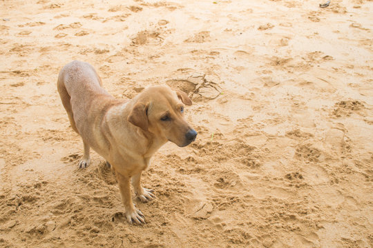 cute dog on the beach.