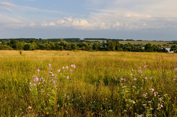 Wild mallow / View at the Shatov water storage over the fields with wild mallow flowers on the foreground, Tula region